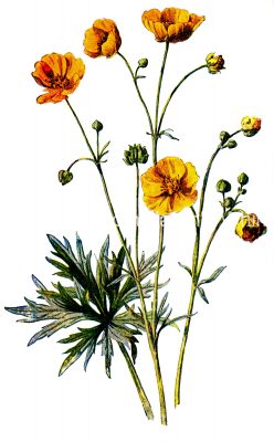 Orange Yellow Flowers 5 - Upright Meadow Crowfoot