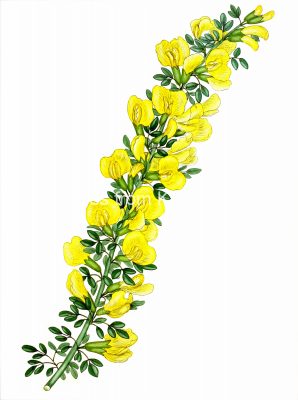 Yellow Flowers 1 - Elongated Cytisus