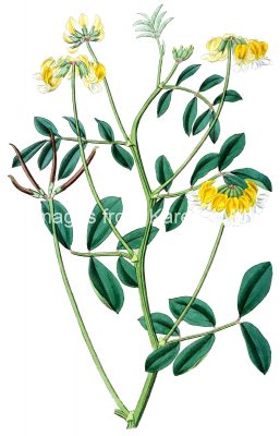 Yellow Flowers 2 - Two Colored Hosackia