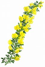 Yellow Flowers 1 - Elongated Cytisus