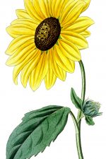 Yellow Flowers 3 - California Sunflower