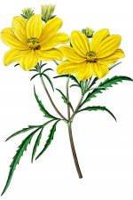 Yellow Flowers 4 - Golden Coreopsis