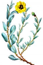 Yellow Flowers 6 - Berry Leaved Lowea