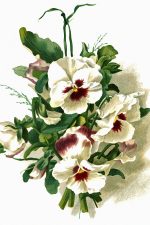 Flower Images 3 - White and Purple Pansies