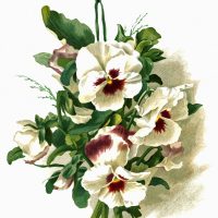Flower Images