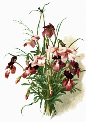 Flower Images 1 - Burgundy Flowers