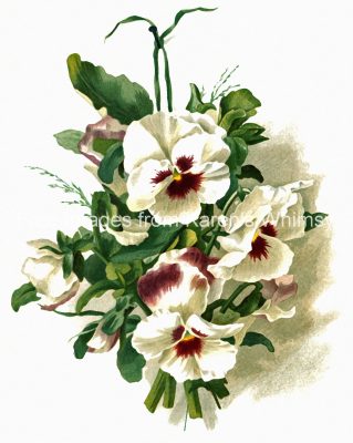 Flower Images 3 - White and Purple Pansies