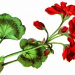 Flower Clipart 2 - Red Geraniums