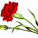 Flower Clipart 5 - Red Carnation