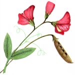 Flower Clipart 6 - Pink Sweet Pea