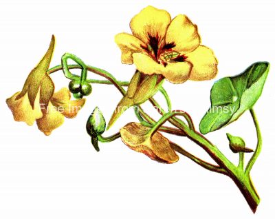 Flower Clipart 1 - Yellow Blossoms