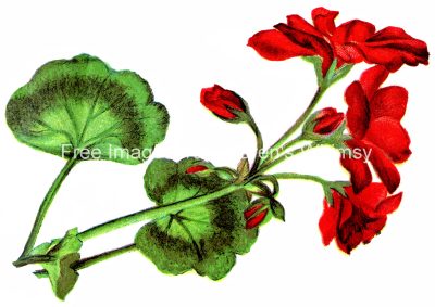 Flower Clipart 2 - Red Geraniums