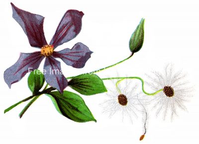 Flower Clipart 4 - Single Purple Flower