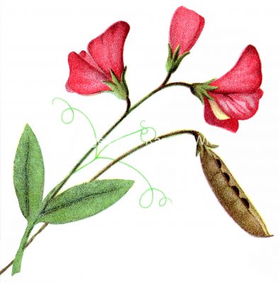 Flower Clipart 6 - Pink Sweet Pea