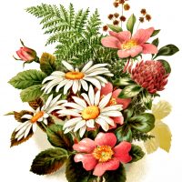 Miscellaneous Flowers
