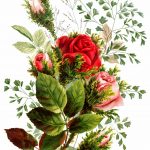 Drawings of Flowers 5 - Red and Pink Roses