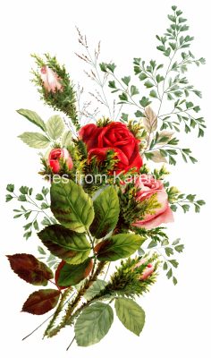 Drawings of Flowers 5 - Red and Pink Roses