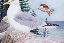Bird Pictures 4 - Herring Gull