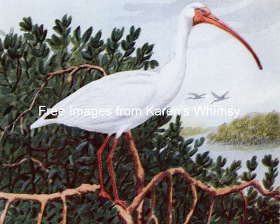 Bird Pictures 3 - White Ibis