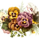 Floral Pictures 1 - Pansies and Ivy