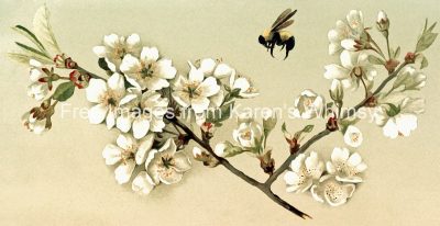 Floral Pictures 2 - Blossom and Bee