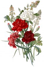 Flower Pictures 2 - Bunch of Carnations
