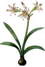 Free Flower Clip Art 5 - Striped Amaryllis