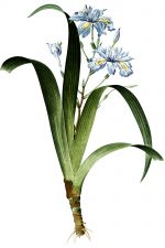 Free Flower Clip Art 6 - Blue Fringe Iris