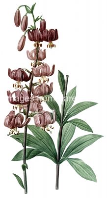 Free Flower Clip Art 1 - Pink Lilium