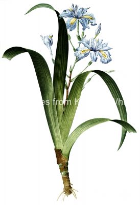Free Flower Clip Art 6 - Blue Fringe Iris