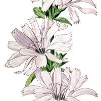 Free Clipart Flowers