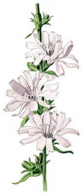 Free Clipart Flowers 2 - Succory Stalk