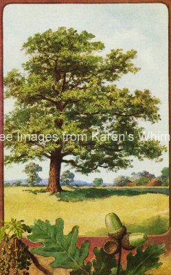 Pictures of Trees 4 - Giant Oak Tree