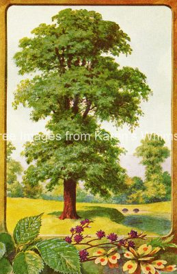 Pictures of Trees 6 - Lovely Elm Tree