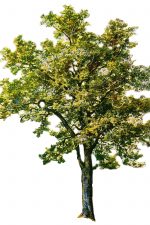 Tree Clipart 2 - Scruffy Ash Tree