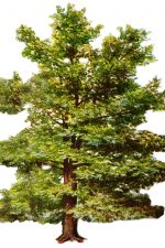 Tree Clipart 3 - Tall Beech Tree