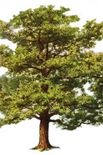 Tree Clipart 4 - Beautiful Oak Tree