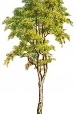 Tree Clipart 5 - Silver Birch Tree