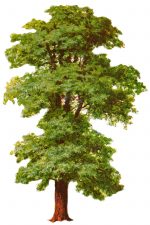 Tree Clipart 6 - Tall Elm Tree