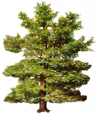 Tree Clipart 3 - Tall Beech Tree