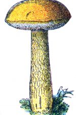 Mushrooms 1 - Bitter Bolete Mushroom