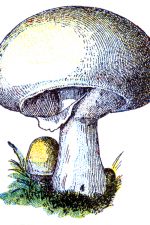 Mushrooms 2 - White Mushroom