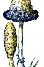 Mushrooms 3 - Shaggy Ink Cap