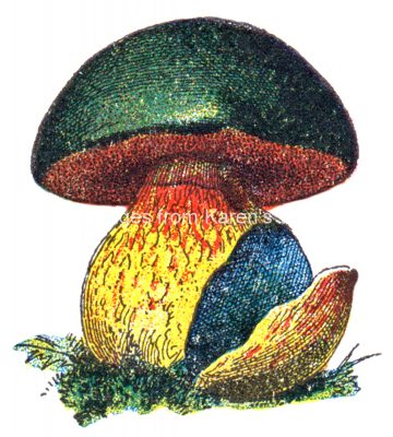 Mushrooms 5 - Scarletina Bolete