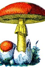 Mushroom Clipart 1 - Caesars Mushrooms