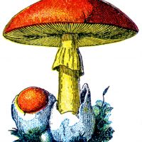 Mushroom Clipart