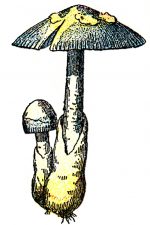 Mushroom Clipart 2 - Grisette Mushrooms