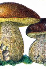 Mushroom Clipart 4 - Bolete Mushrooms