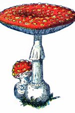 Mushroom Clipart 5 - Fly Agaric Mushrooms