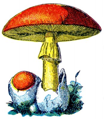 Mushroom Clipart 1 - Caesars Mushrooms